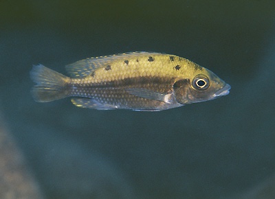 Protomelas sp. 'hertae' Linganjala Reef
